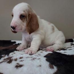 Zeus - Lemon and white male Basset Hound puppy in Denison, Texas from Emma Lou's Baby Bassets