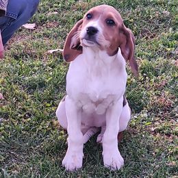 Treeing Walker Coonhound puppies from Stackem Up Kennel