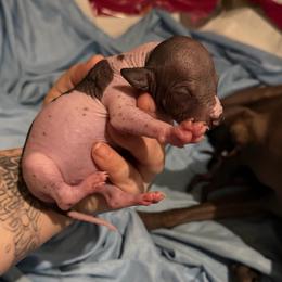 Chalupa - White and black male Xoloitzcuintli puppy in Manitowoc, Wisconsin from Wonderland Kennel