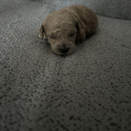Boy 2 - Cream male Poodle puppy in St Augustine, Florida from St Augustine Poodles