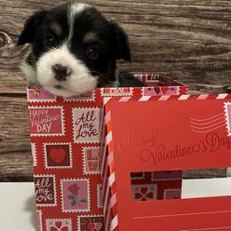 Olaf - Black and tan male Pembroke Welsh Corgi puppy in Hanover, Pennsylvania from Happily Ever After Corgis