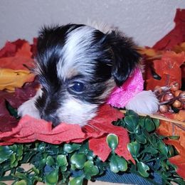 COOKIE - Parti female Yorkshire Terrier puppy in Palmdale, California from J Designer Puppies