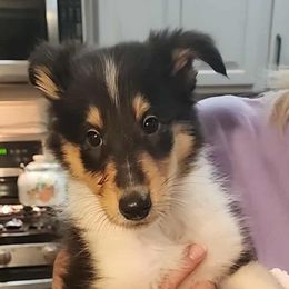 BEAUTY - Black white and tan female Collie puppy in Lafayette, Indiana from Katrina's Collies