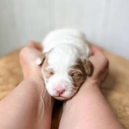 Girl 1 - Apricot female Assorted Doodle Crosses puppy in Arlington, Washington from Doodle Love Laugh