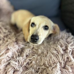 Dutchess - Dachshund