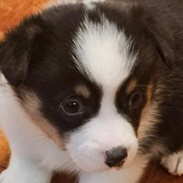 Chandler - Black and tan male Pembroke Welsh Corgi puppy in New Douglas, Illinois from Millerbaughs Country Corgis