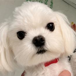 Aspen - Maltese