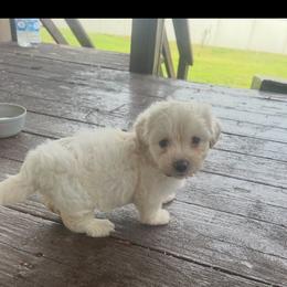 Precious - White female Shihpoo puppy in Wagner, South Dakota from Lisas Pomeranians