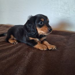 Bear - Black and tan male Dachshund puppy in Surprise, Arizona from Codie's Dachshunds