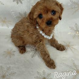 Ragina - Red female Cavapoo puppy in Eau Claire, Wisconsin from Fisher River Doodle's