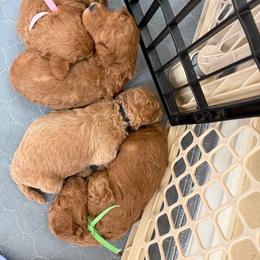 Black - Apricot male Poodle puppy in Northridge, California from Angel’s Goldendoodle Pups