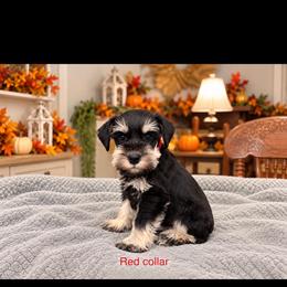 Red Collar - Black and silver female Miniature Schnauzer puppy in Monticello, Mississippi from Phoenix Ranch