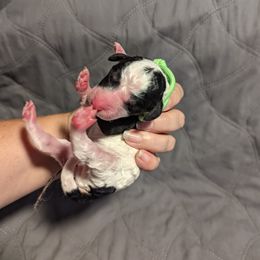 Bearded Retriever, Bernedoodle, and Poodle Puppies from Doodle Belle Puppy