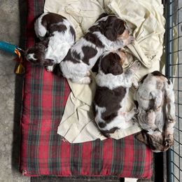 English Springer Spaniel Puppies from Little River English Springer Spaniels