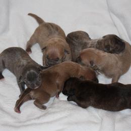 Girl 4 - Red female American Pit Bull Terrier puppy in Lakewood, Washington from IGY6 Kennels