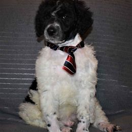 Poodle Puppies from MD Triple Creek Ranch