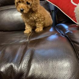 Poodle Puppies from Alstartoypoodle