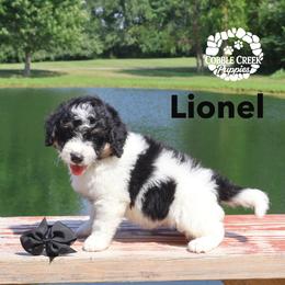 Lionel - Black and white male Bernedoodle puppy in Heyworth, Illinois from Cobble Creek Puppies