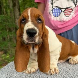 Yelnats - Mahogany and white male Basset Hound puppy in Red Bay, Alabama from Maple Street Bassets