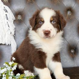 Rocky- Has a Tail and Videos - Red tri-color male Australian Shepherd puppy in Troy, South Carolina from Lana Corley- Australian Shepherds of 3/W Farms
