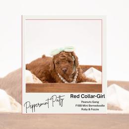 Red Collar - Peppermint Patty - Red female Bernedoodle puppy in Lexington, North Carolina from Deborah’s Doodles