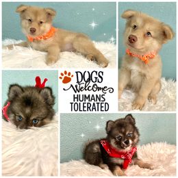 Pomsky Puppies from A&T Pomsky’s