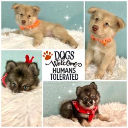 Pomsky Puppies from A&T Pomsky’s