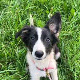 Pixel (Oopsie) - female Sporty Mix puppy in Oshkosh, Wisconsin from Turbo Border Collies & Sporty Companion Crosses