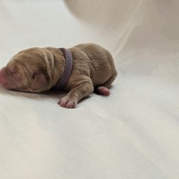 Dilute Retriever and Labrador Retriever Puppies from LC Hunting Labs, LLC.