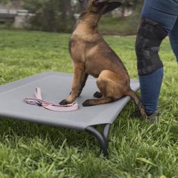 Belgian Malinois Puppies from Lion and The Lamb Kennel
