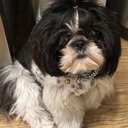 Tiffany - Shih Tzu