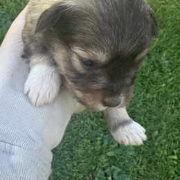 Elise - Wheaten female Miniature Schnauzer puppy in West Point, Nebraska from Canyon Rose Schnauzers
