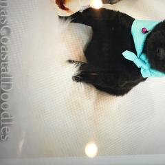 Double Doodle Puppies from Fiona’s Coastal Doodles