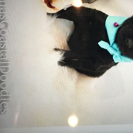 Double Doodle Puppies from Fiona’s Coastal Doodles