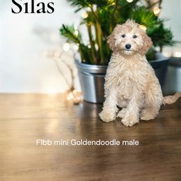 Silas - Apricot male Goldendoodle puppy in Lancaster, Kentucky from Dream Paws Puppies, LLC