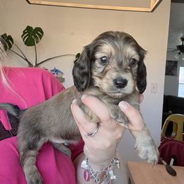 Fern - Cream male Dachshund puppy in Fort Worth, Texas from The Holloway Dachshunds