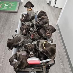 German Wirehaired Pointer puppies from Fleetwood German Wirehaired Pointers
