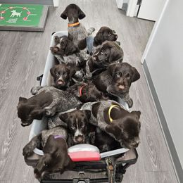 German Wirehaired Pointer puppies from Fleetwood German Wirehaired Pointers