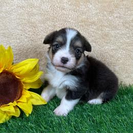 Johnny - Black and tan male Pembroke Welsh Corgi puppy in Stillwater, Oklahoma from Steele Family Farms