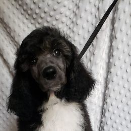 Poodle Puppies from Blue Moon Standard Poodles