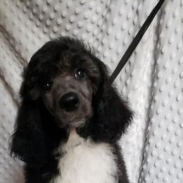 Poodle Puppies from Blue Moon Standard Poodles