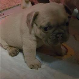 Male blue fawn - Blue fawn male French Bulldog puppy in Phoenix, Arizona from ANE French Bulldogs