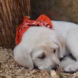 Labrador Retriever Puppies from Cream In My Coffee Labradors