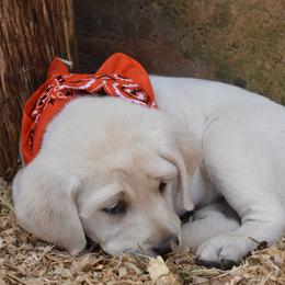 Labrador Retriever Puppies from Cream In My Coffee Labradors