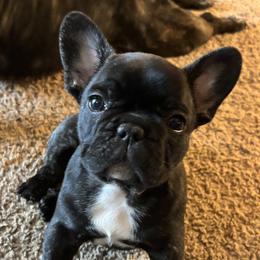 Poppy - Brindle and white female French Bulldog puppy in Alabama from Southern Bulldogs
