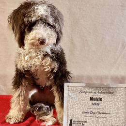 Assorted Doodle Crosses, Bernedoodle, Cockapoo, Double Doodle, Goldendoodle, and Golden Retriever All Grown Up from Hawk Mountain Doodles