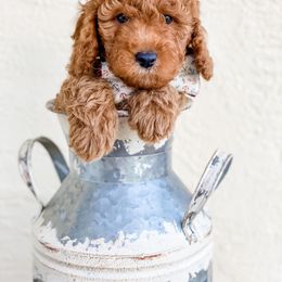 Bernedoodle and Goldendoodle Puppies from Florida Pumpkadoodles