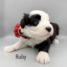 Ruby - Black and white female Old English Sheepdog puppy in Chattanooga, Tennessee from River City Doodles TN