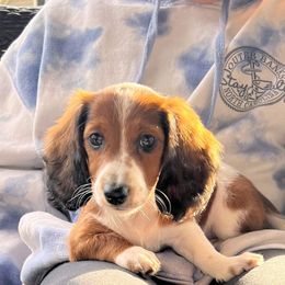 Mim - Dachshund