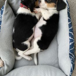 Beagle and Doberman Pinscher Puppies from Desert Mountain Canines